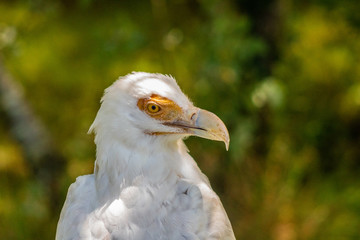 vulture resting in his innkeeper