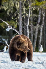Brown Bear (Ursus arctos) male on the bog in spring forest.