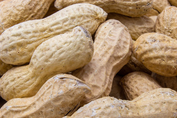 arachidi in guscio su sfondo bianco