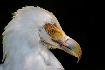 vulture resting in his innkeeper