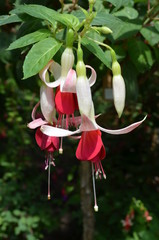 Delicate white and red fuchsia flowers on a pot plant, in a sunny summer garden, side view of...