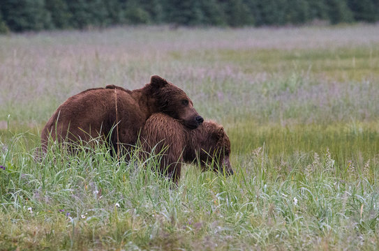 Young bears playing on meadow