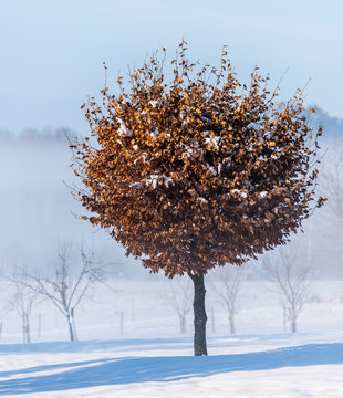 Tree at winter