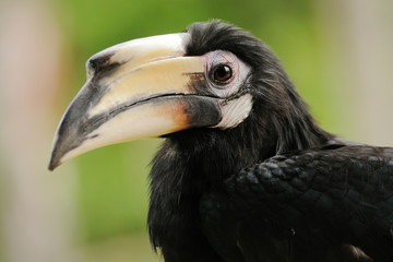 Black Hornbill Close-up