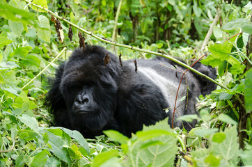 Silverback Gorilla 5 - Virunga Jungle - Volcanoes National Park - Rwanda