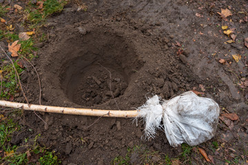 Planting young green trees in the park