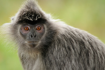 Silver Leaf Monkey portrait 