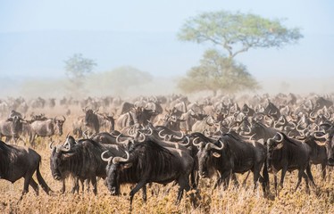 Wildebeest migration. The herd of migrating antelopes goes on dusty savanna. The wildebeests, also...