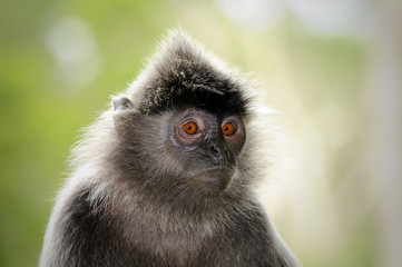Fototapeta na wymiar Silver Leaf Monkey