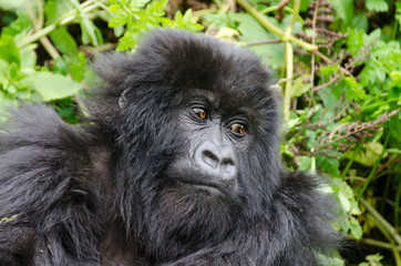 Naklejka premium Silverback Gorilla 5 - Virunga Jungle - Volcanoes National Park - Rwanda