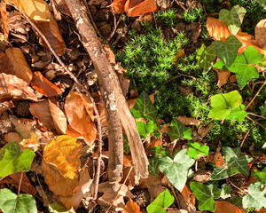 Flat lay dry orange fallen leaves on the ground in the autumn and winter. Background of colored wet autumnal maple leaves in a morning 