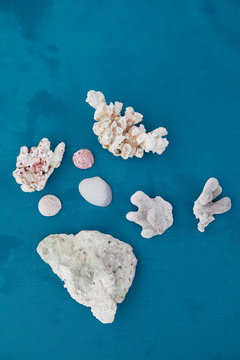 Corals and shells on blue background