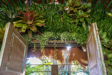 A vertical garden on the wall