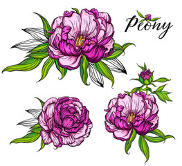 Vector set of delicate pink and purple peony flowers, floral