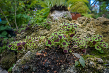 Coleus on the rock in the garden