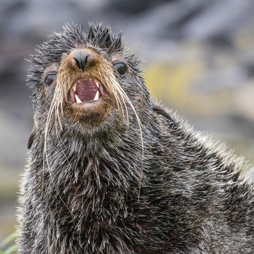 Portrait of seal