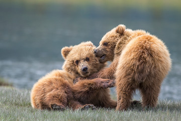 Young bears playing