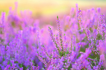 Heide im Spätsommer - flowering Heather, Calluna vulgaris in the morning