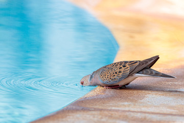 Closeup shot of a beautiful turtle dove drinking water from the pool