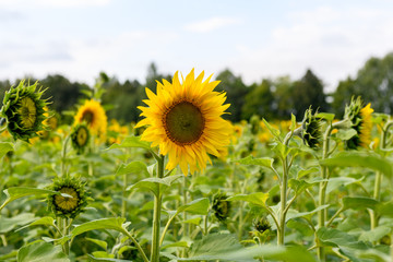 Sunflower field landscape natural background