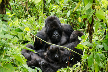 Silverback Gorillas - Virunga Jungle - Volcanoes National Park - Rwanda