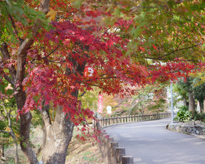 赤いもみじの下を通る道