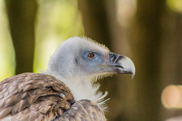 vulture resting in his innkeeper