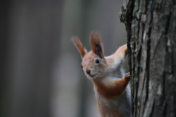 red squirrel from the park close-up