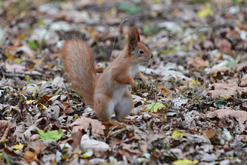 Naklejka na ściany i meble red squirrel from the park close-up