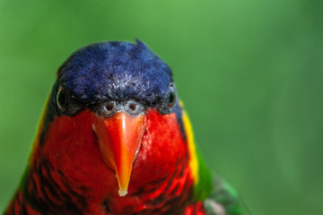 Lorikeet
