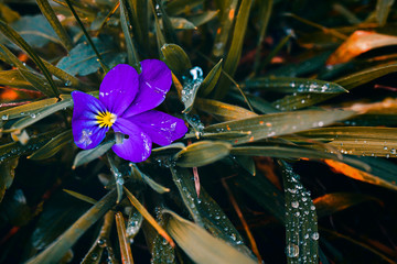 Macro Photograph with Different Objects