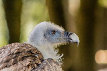 vulture resting in his innkeeper