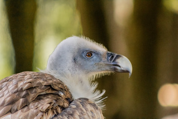 vulture resting in his innkeeper