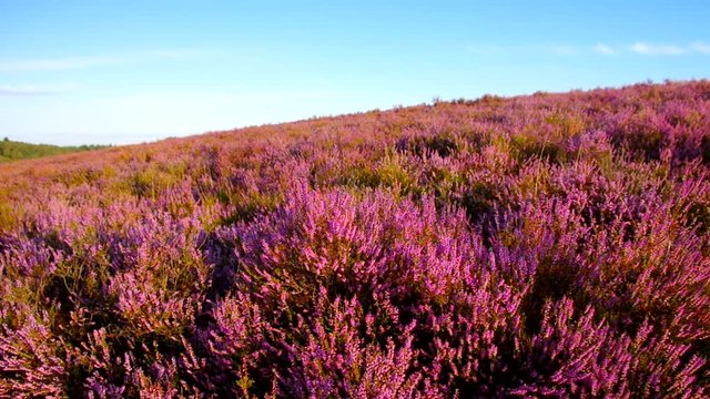 L&uuml;neburger Heide im Herbst