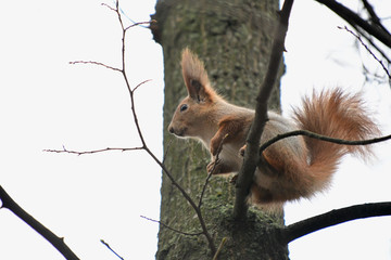 red squirrel from the park close-up
