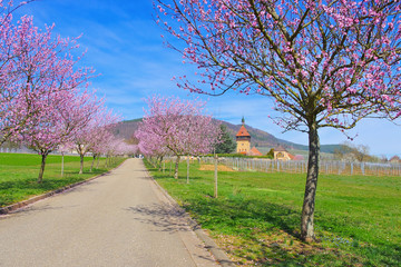 Geilweilerhof während der Mandelbluete in der Pfalz im Frühling - Geilweilerhof  during almond blossom in Rhineland Palatinate in spring, Germany