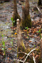 Cypress knees in a swamp