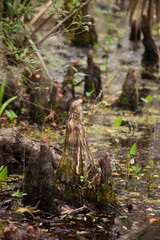 Cypress knees in a swamp