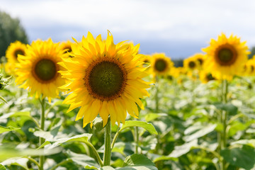 Sunflower field landscape natural background