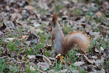 red squirrel from the park close-up