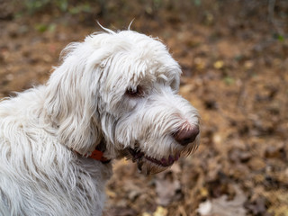 A Happy Italian Spinone Dog Looks into the Distance