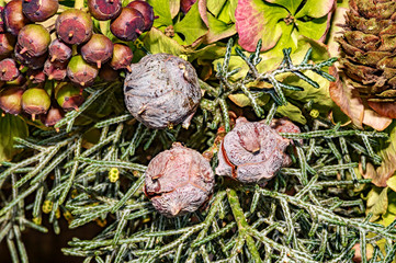Celebratory floral arrangement at the end of the year with hydrangeas, berries; cones and fir.