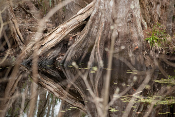 Gnarly roots outside in nature