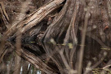Gnarly roots outside in nature