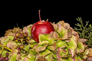 Celebratory floral arrangement at the end of the year with hydrangeas, berries; cones, fir and an apple.