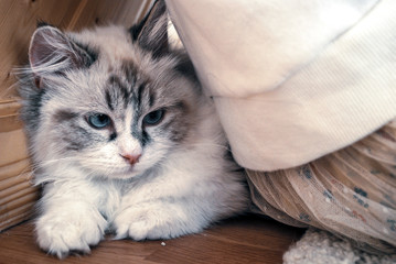 Obraz premium A gray cat sitting behind a woman