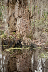 Cypress Tree in a swamp