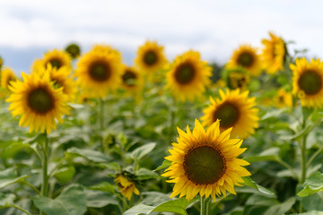 Sunflower field landscape natural background