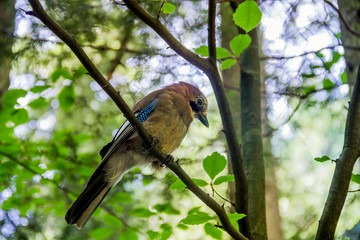 Eurasian jay bird