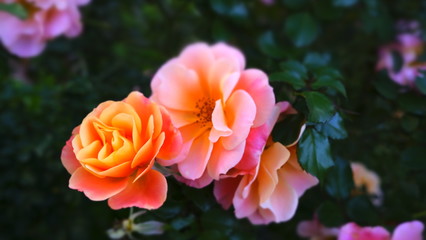 Colorful flowers in garden